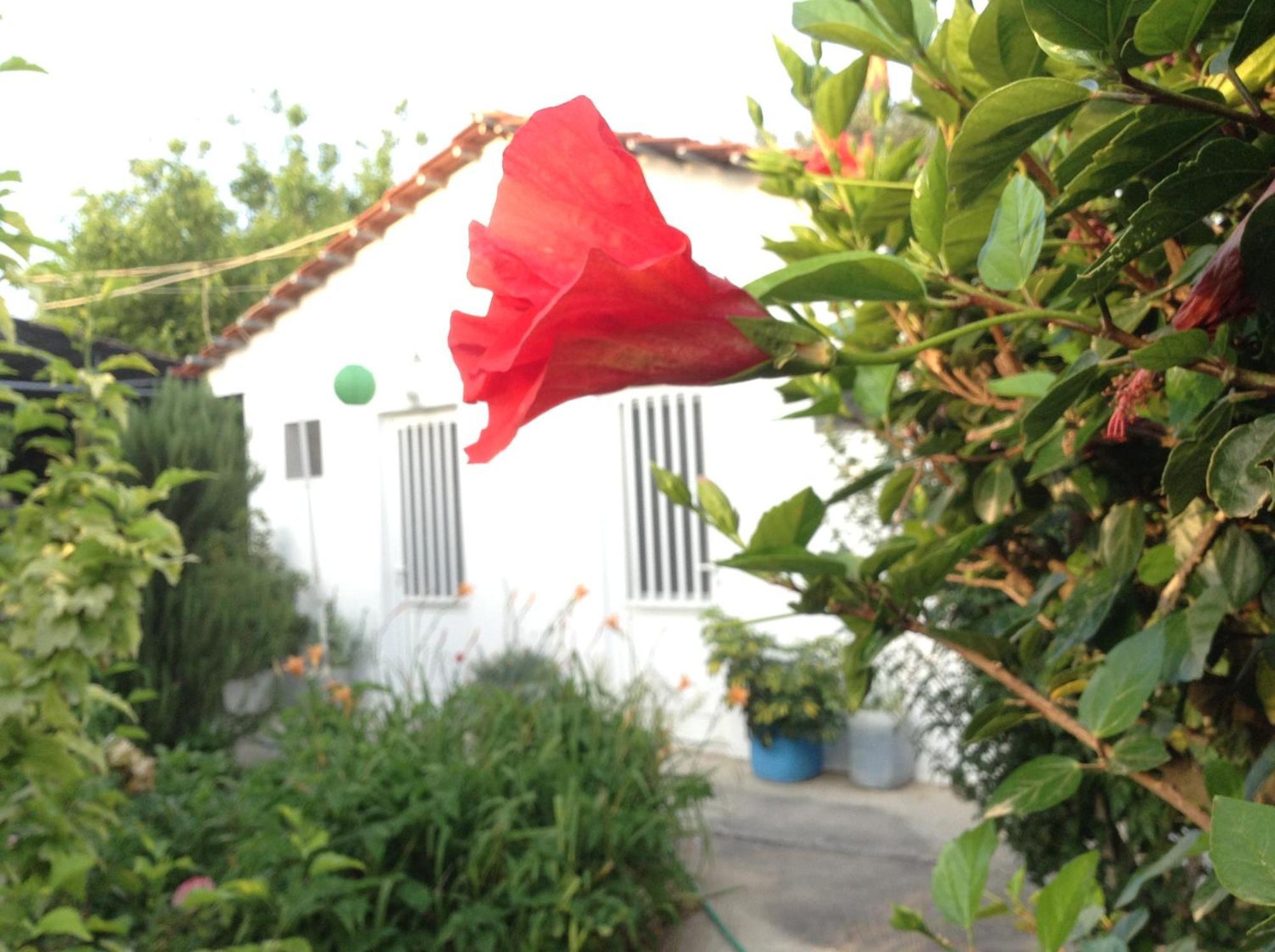 Pension Zoi Kolymbia Exterior photo